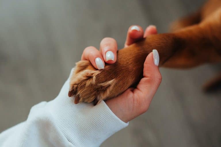 animal de compagnie main stress animaux chien patte