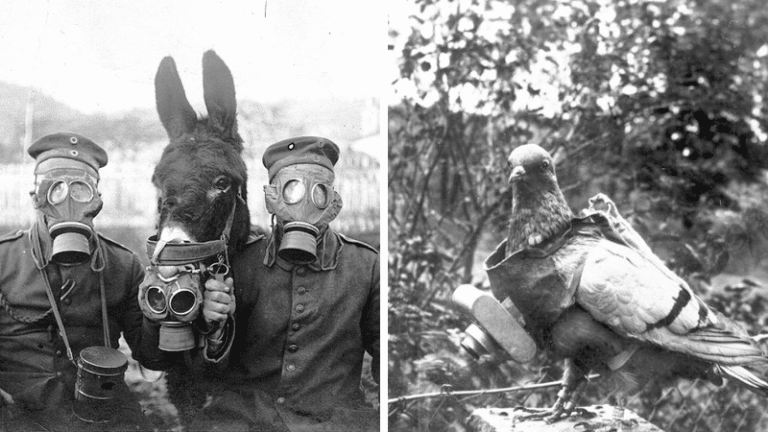 animaux de guerre pigeon messager âne