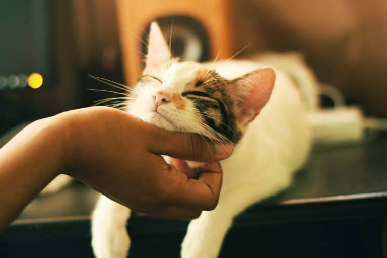 chat caresse ronron ronronnement ronronner