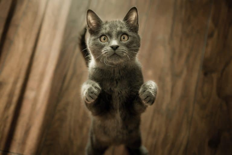 chat debout chaton animal compagnie humour comportement