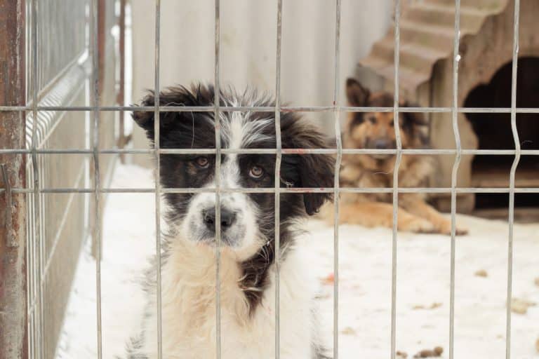 Chien animal de compagnie cage barreaux chenil mode de garde