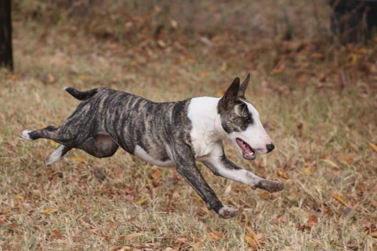 chien bull dog fugue courir promenade