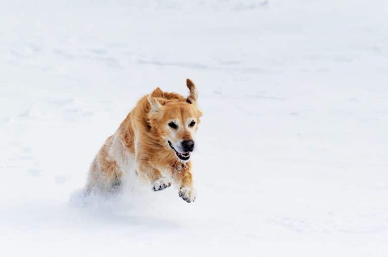 animal compagnie neige courir promenade froid