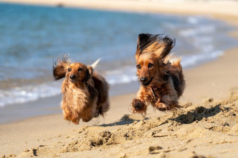 chiens vacances plage été sable courir mer