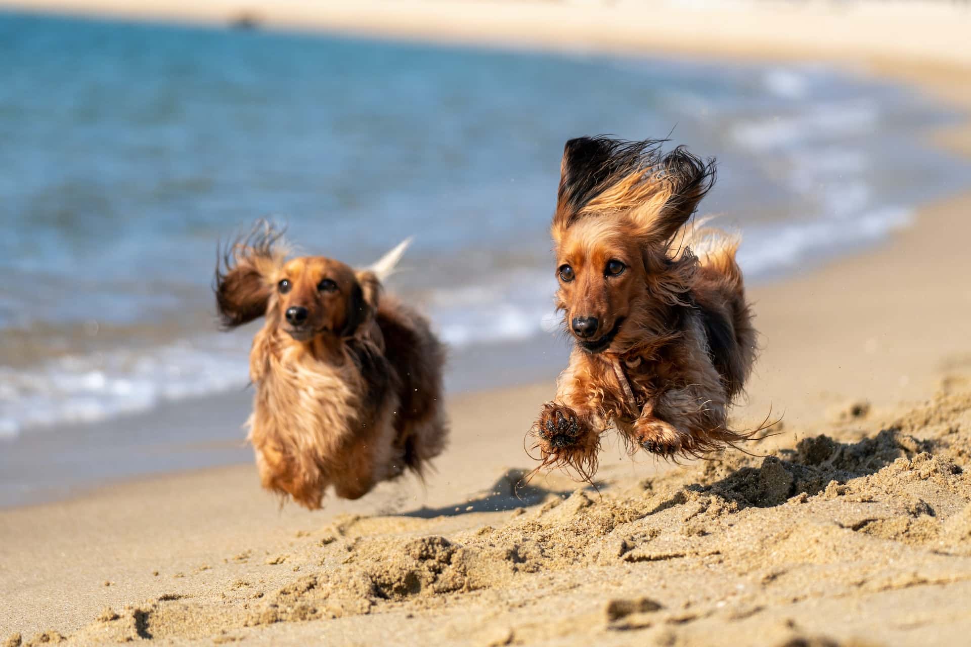 chiens vacances plage été sable courir mer
