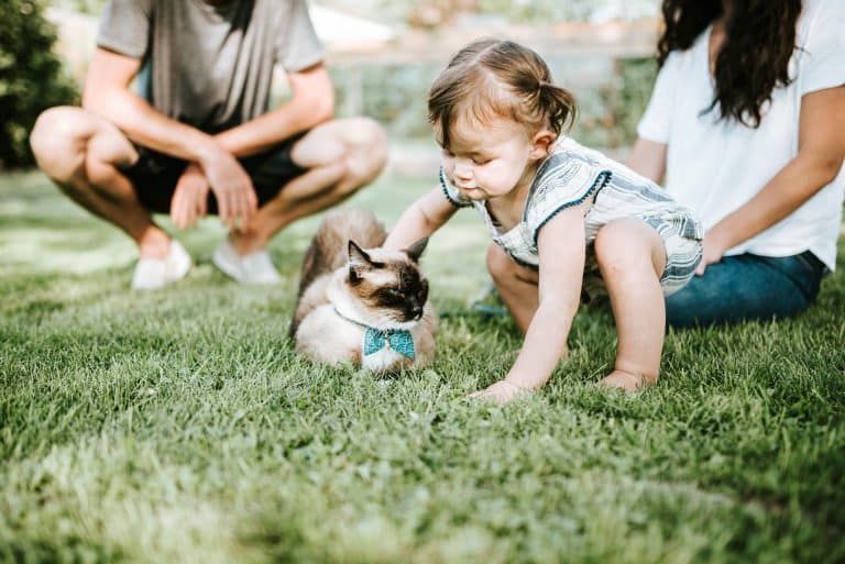 jouer chat enfant bebe parents animal domestique