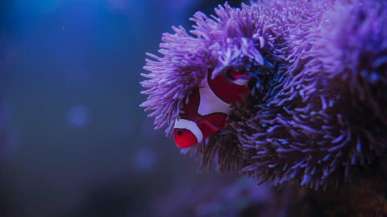 poisson clown Nemo anémone mer