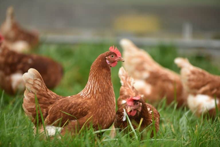 poule plein air poules poulailler animaux basse cour