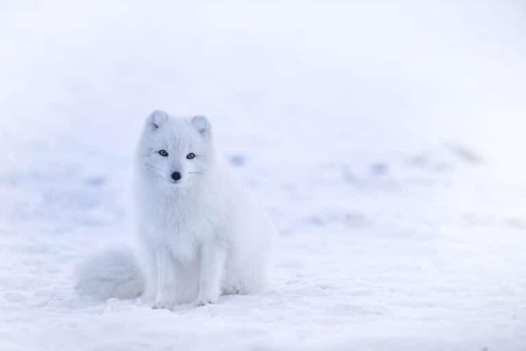 renard blanc animal neige froid hiver animaux blancs