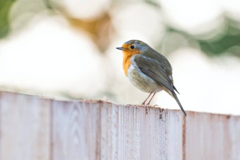 rouge gorge oiseau jardin fiche animal
