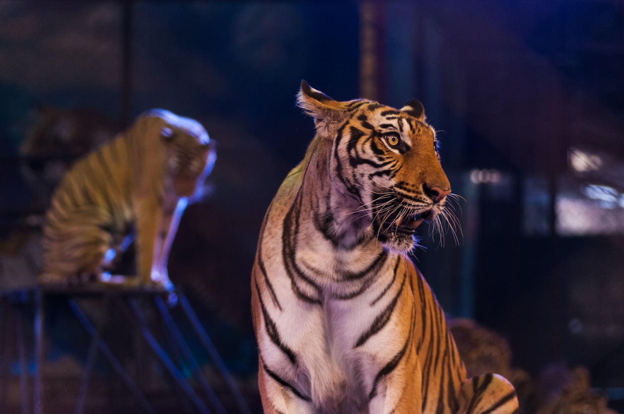 tigre du Bengale cirque animal sauvage interdiction