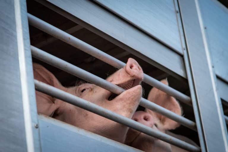 transport animaux élevage cochon conditions