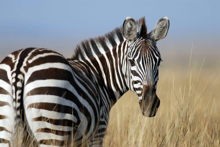 zèbre équidé savane raye Afrique fiche animal