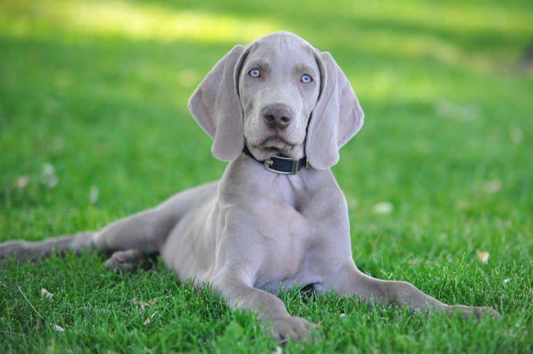 chien gris argent yeux bleus chiot assis