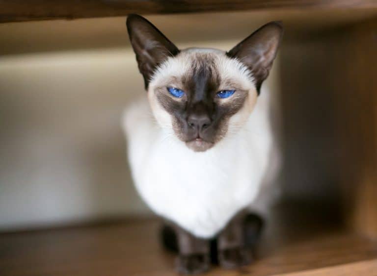 chat siamois animal de compagnie domestique fiche yeux bleus