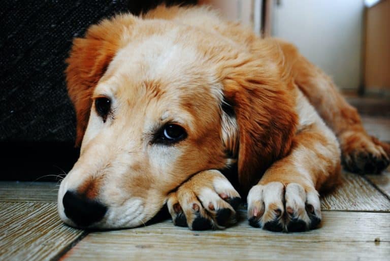 chien couché dormir triste malade