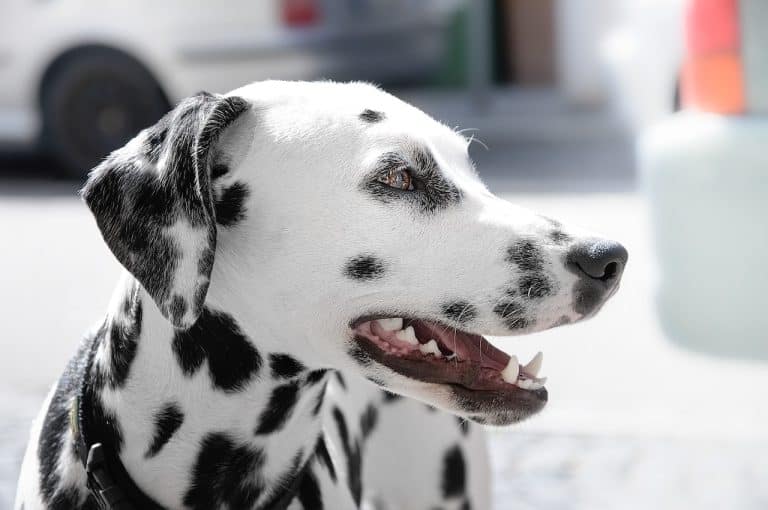 chien dalmatien taches couleur tête noire blanche