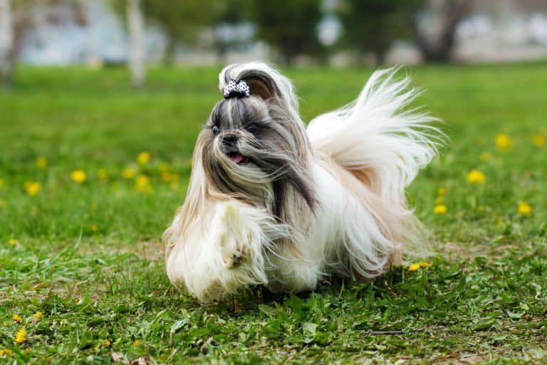 Shih Tzu chien poils longs race toilettage