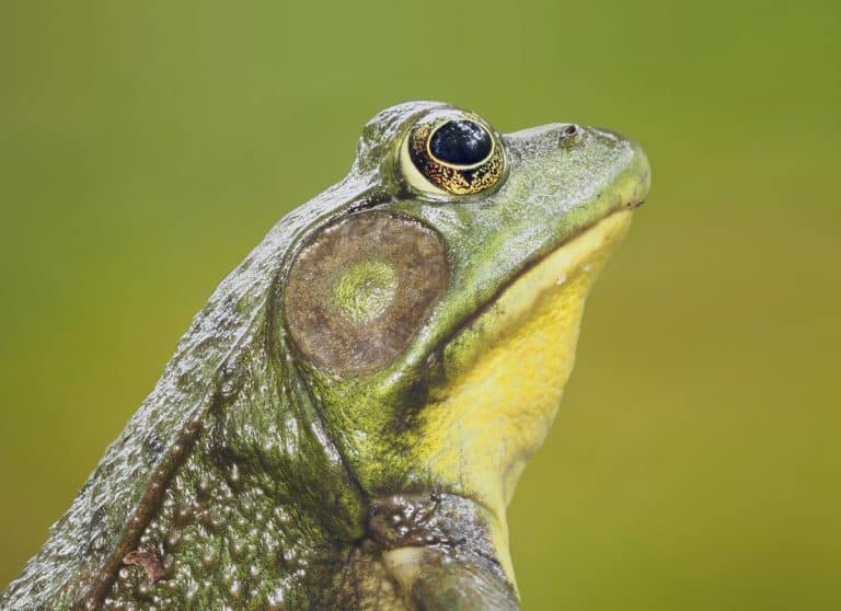 grenouille verte rieuse espèce batracien amphibien animal eau