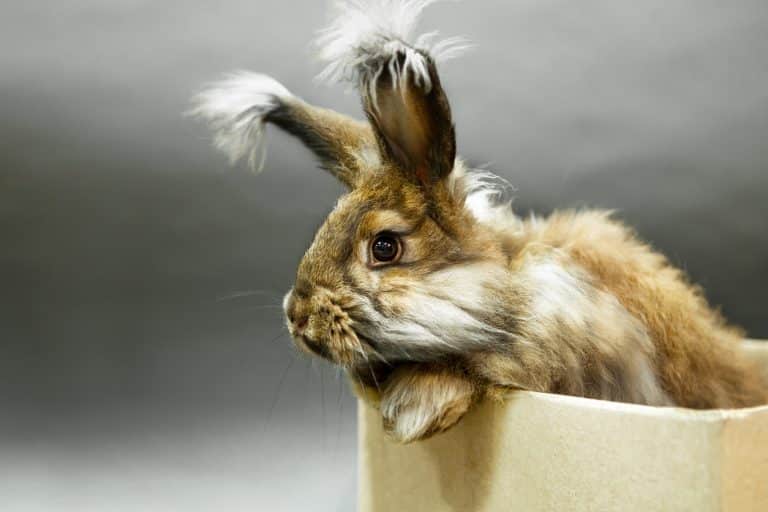 lapin angora race animal domestique oreilles poilues