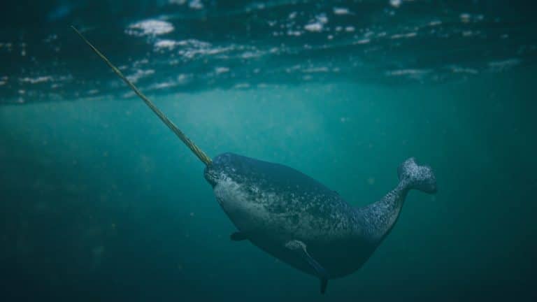 narval mâle Monodon monoceros océan animal baleine corne défense dent