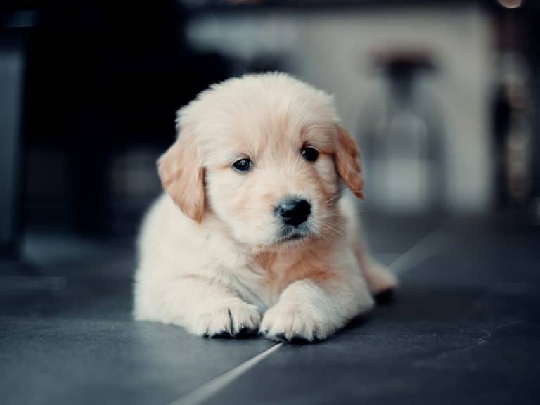 nom chien bébé chiot labrador Golden retriever