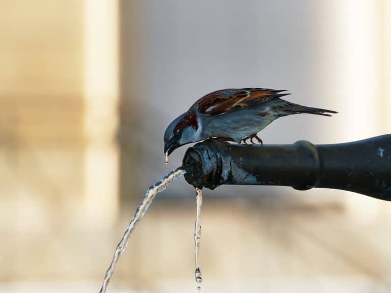 oiseau moineau boire eau canicule chaleur