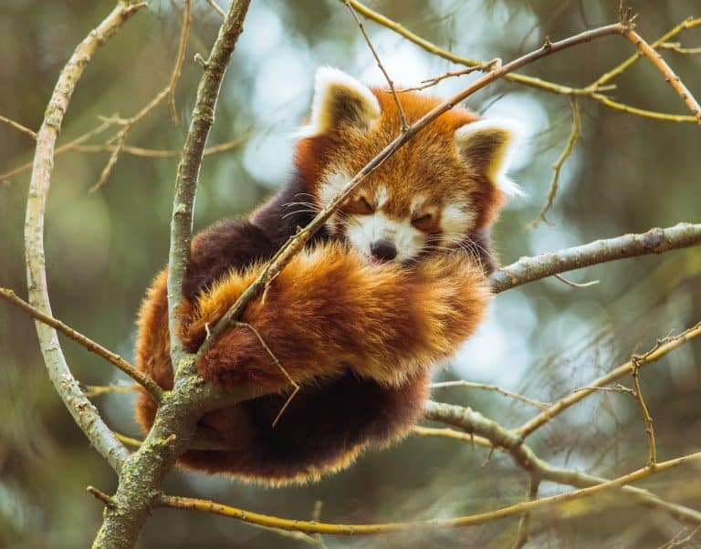 panda roux dormir branche petit animal