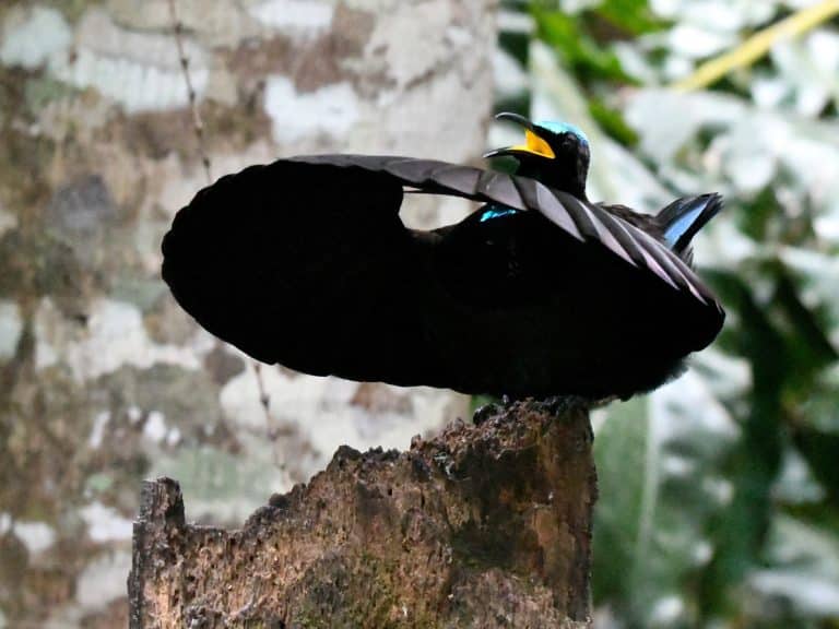 paradisier de Victoria noir bleu oiseau de paradis branche parade nuptiale