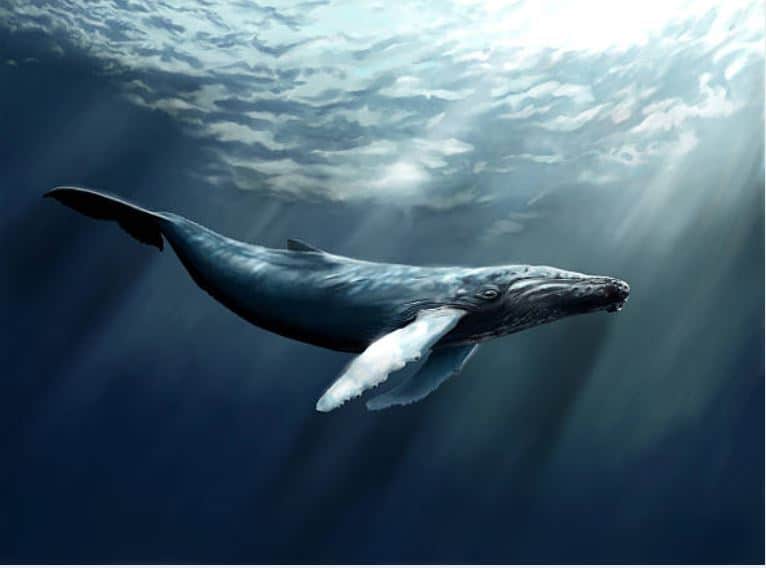 baleine mer océan eau nager