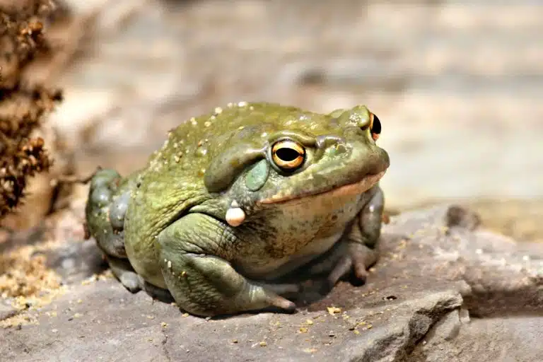 Incilius alvarius crapaud désert de Sonora