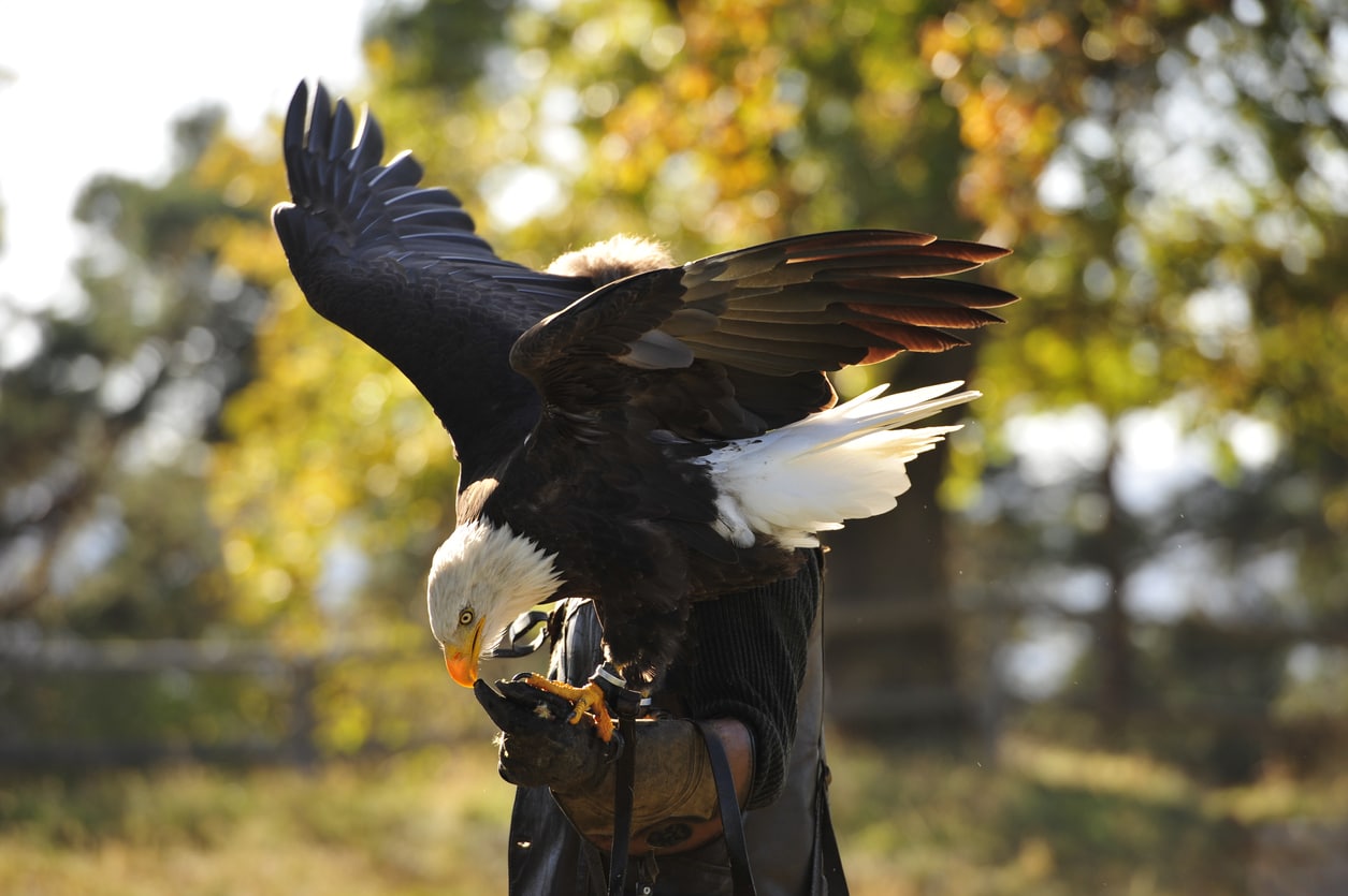 Bald Eagle aile aigle oiseau de proie sauvage rapace fauconnier domestique