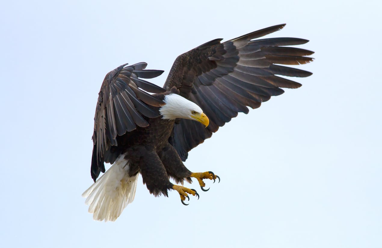 Est-il possible d’apprivoiser un rapace, ce grand oiseau sauvage ?