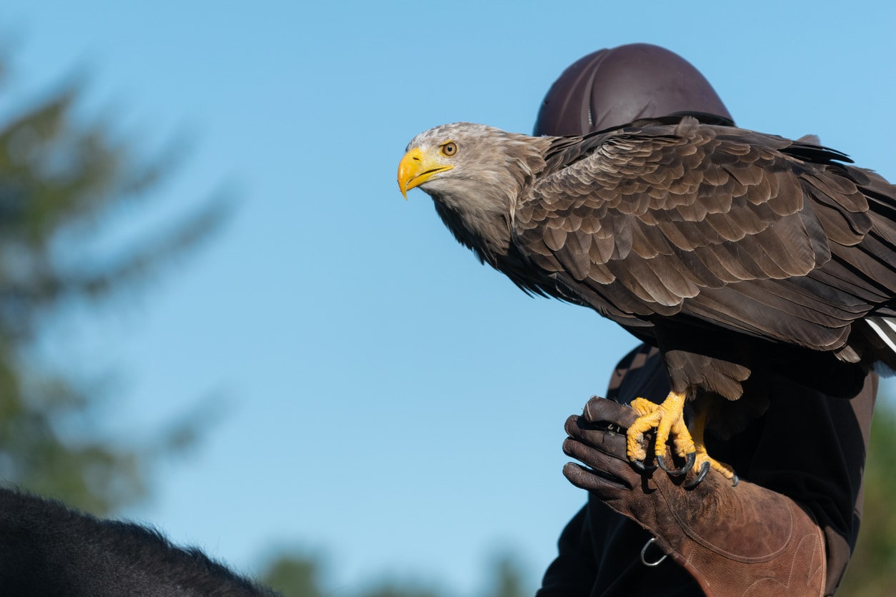 aigle perché homme domestique apprivoisé oiseau de proie fauconnier