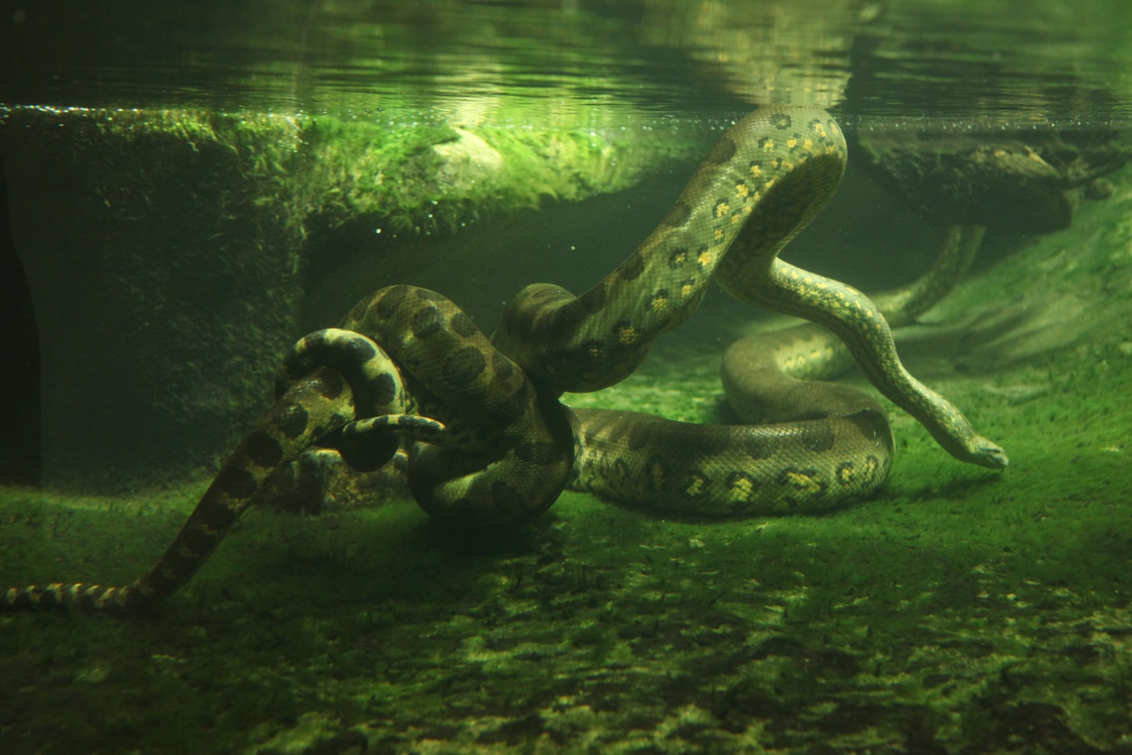anaconda vert chasse eau serpent reptile