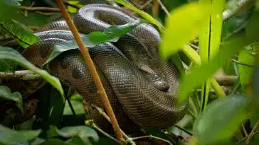 serpent géant Anaconda feuilles jungle