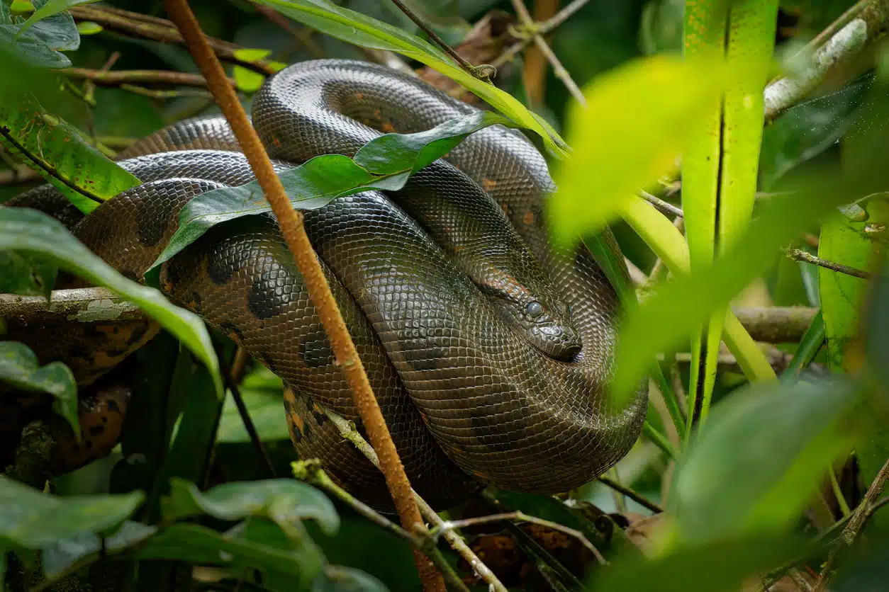 L’anaconda, un serpent géant tueur d’hommes ? Entre mythe et réalité