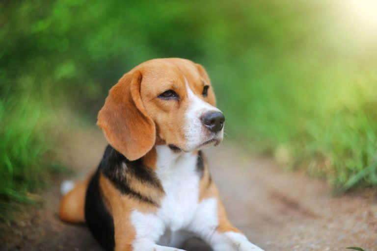 Portrait beagle chien assis couché allongé herbe