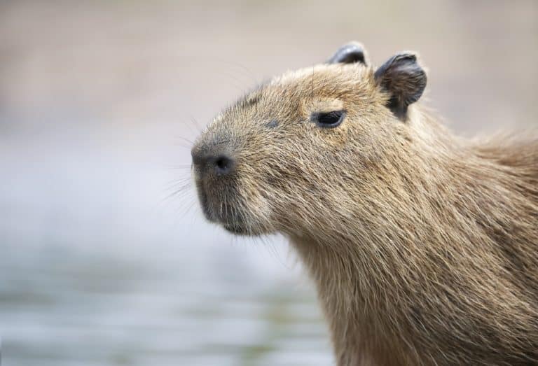 capibara capybara animal sauvage jeune rivière cabiai