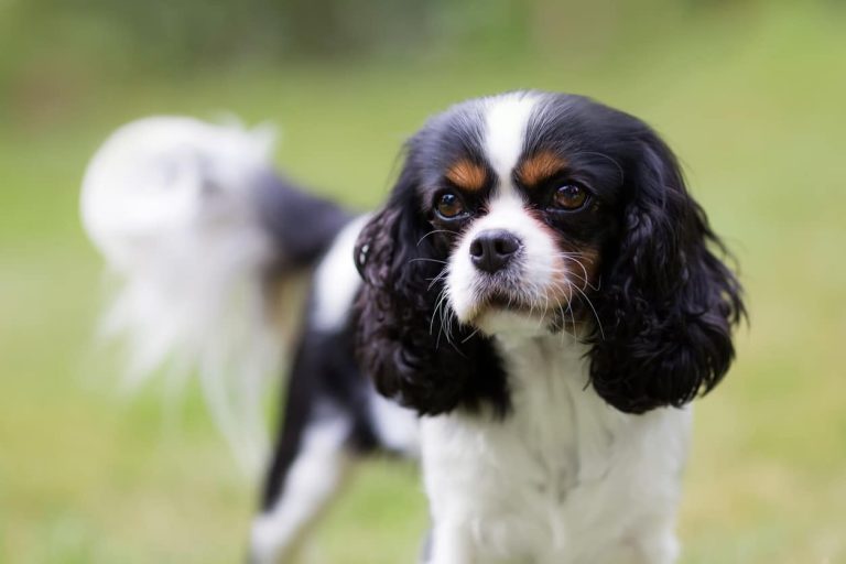 portrait cavalier King Charles chien noir et blanc tête