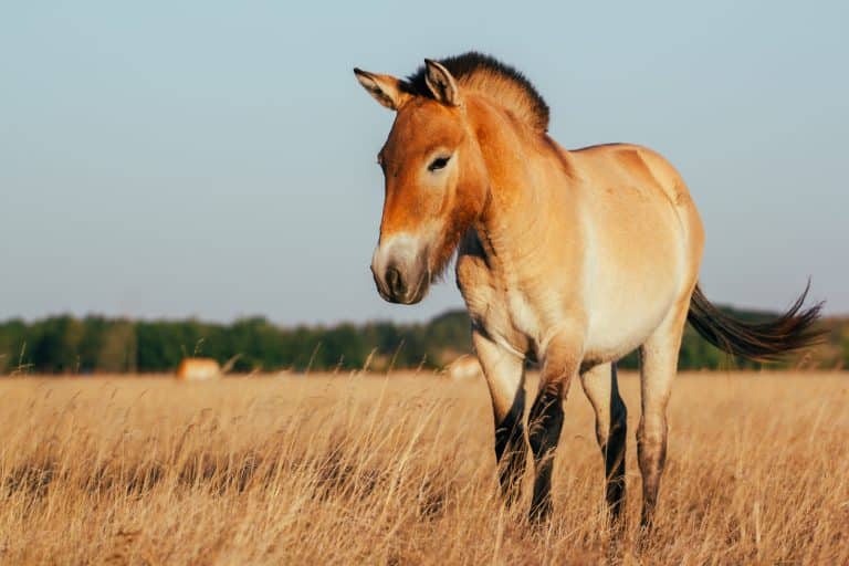 Przewalski cheval sauvage herbe savane Asie