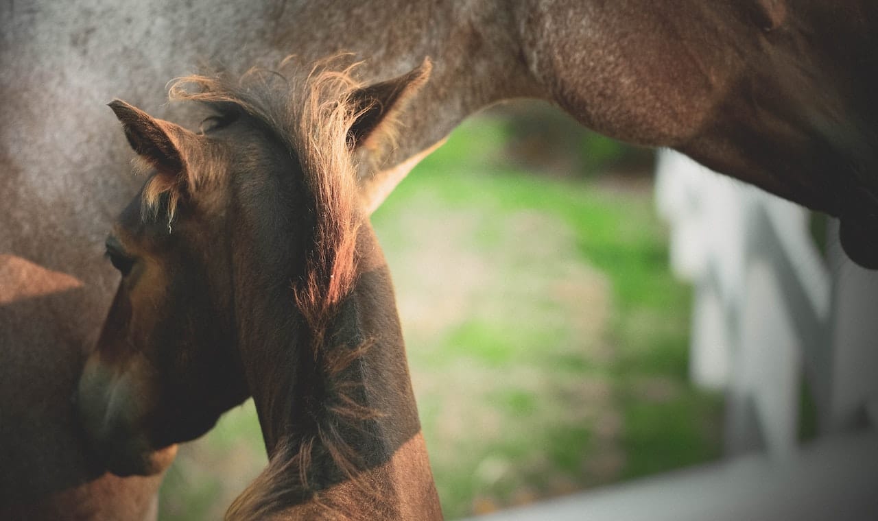 cheval jument poulain bebe noms chevaux