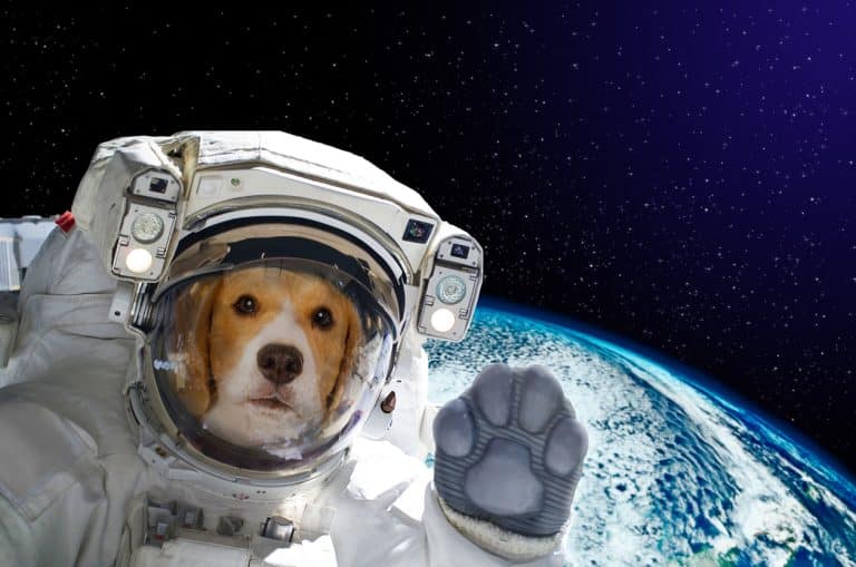 chien astronaute terre planète espace cosmonaute