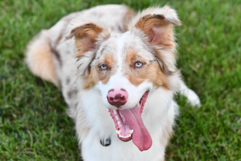 chien berger australien race yeux bleus couché allongé herbe jardin