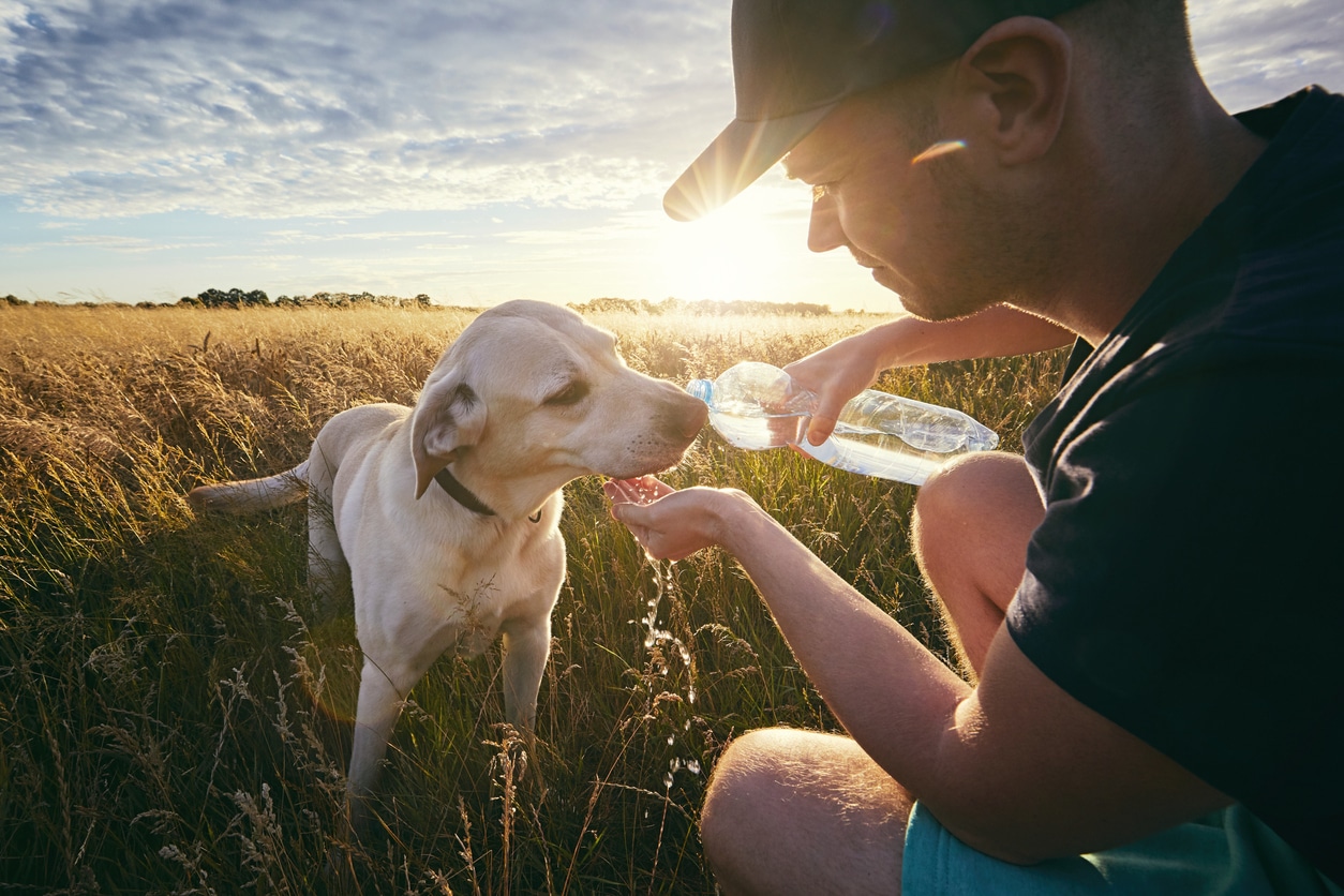 chien soif eau boire champs soleil été
