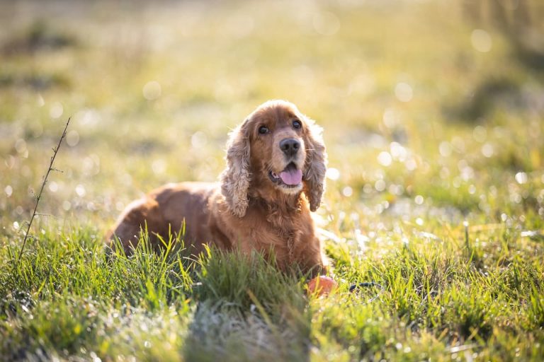 chien cocker anglais spaniel assis herbe épagneul
