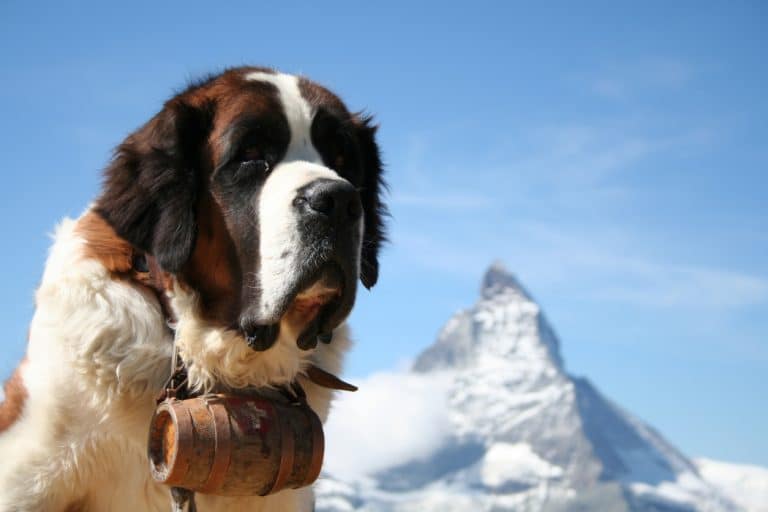 Saint Bernard chien sauvetage montagne neige tonneau bois