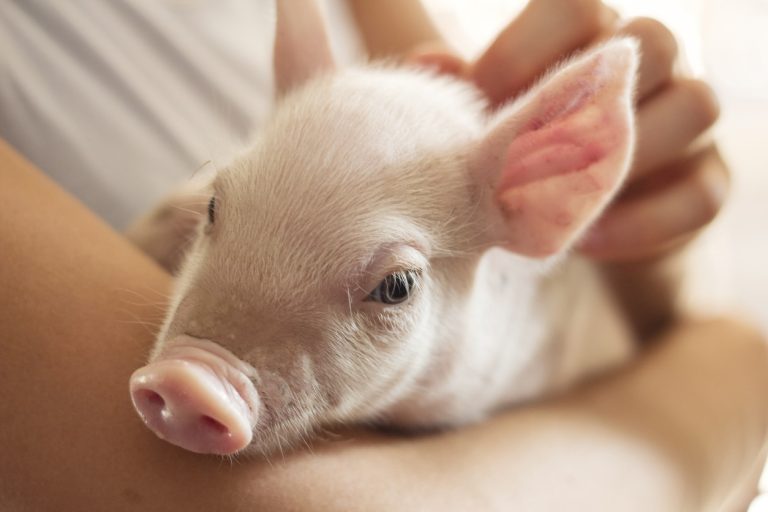 bébé cochon de lait rose bras caresser animal de ferme