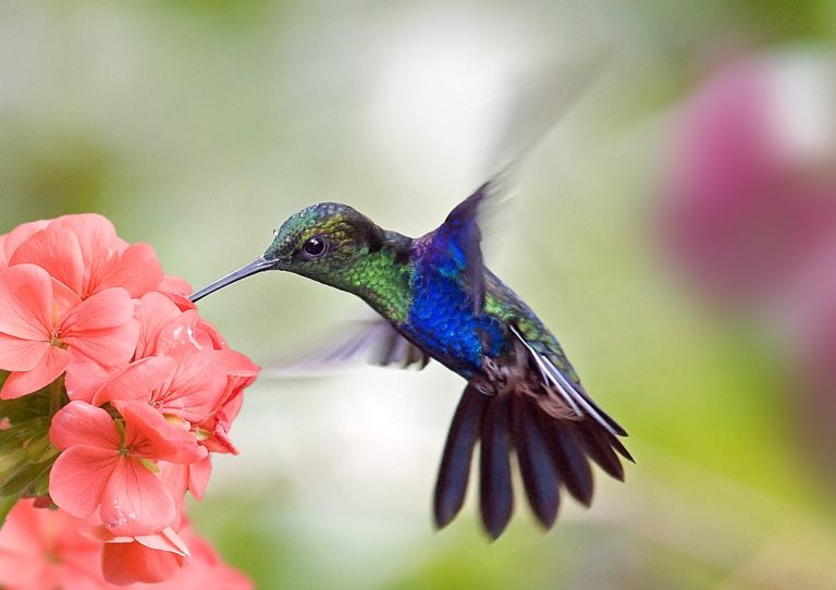 colibri fleur nectar manger vol stationnaire