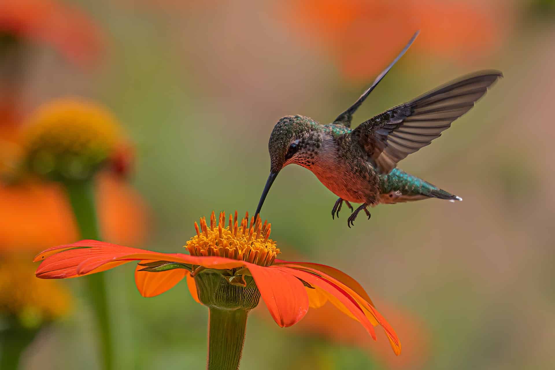 colibri oiseau colore fleur nectar manger bec